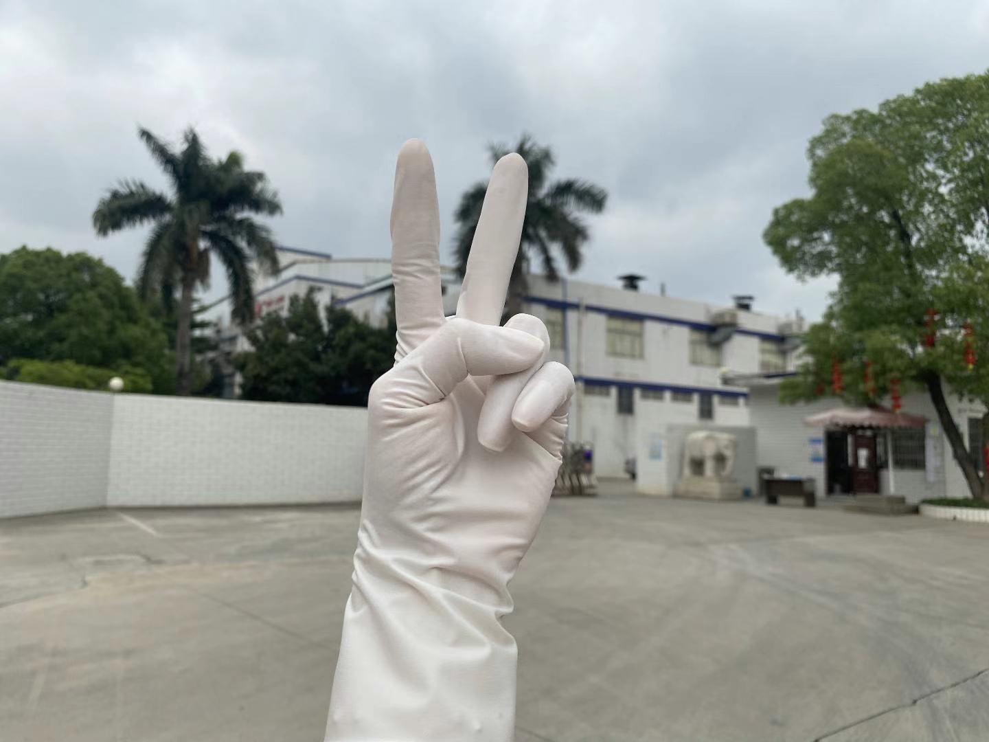 medical latex gloves hospital supplier fda510k en455